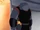 Captain Gantu