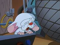 Pinky and the Brain  Christmas Specials+BreezeWiki