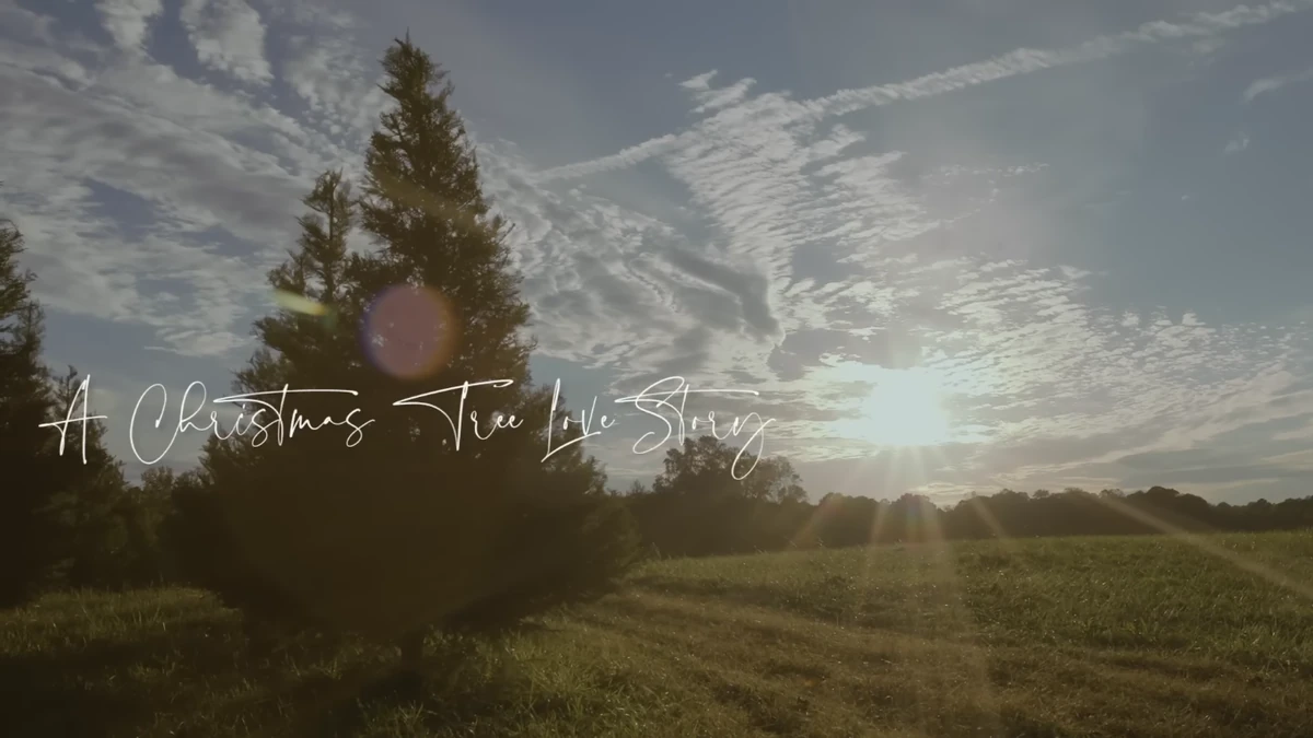 A Christmas Tree Love Story Christmas Specials Wiki Fandom
