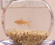 Dorothy the Goldfish.png