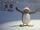 Pingu