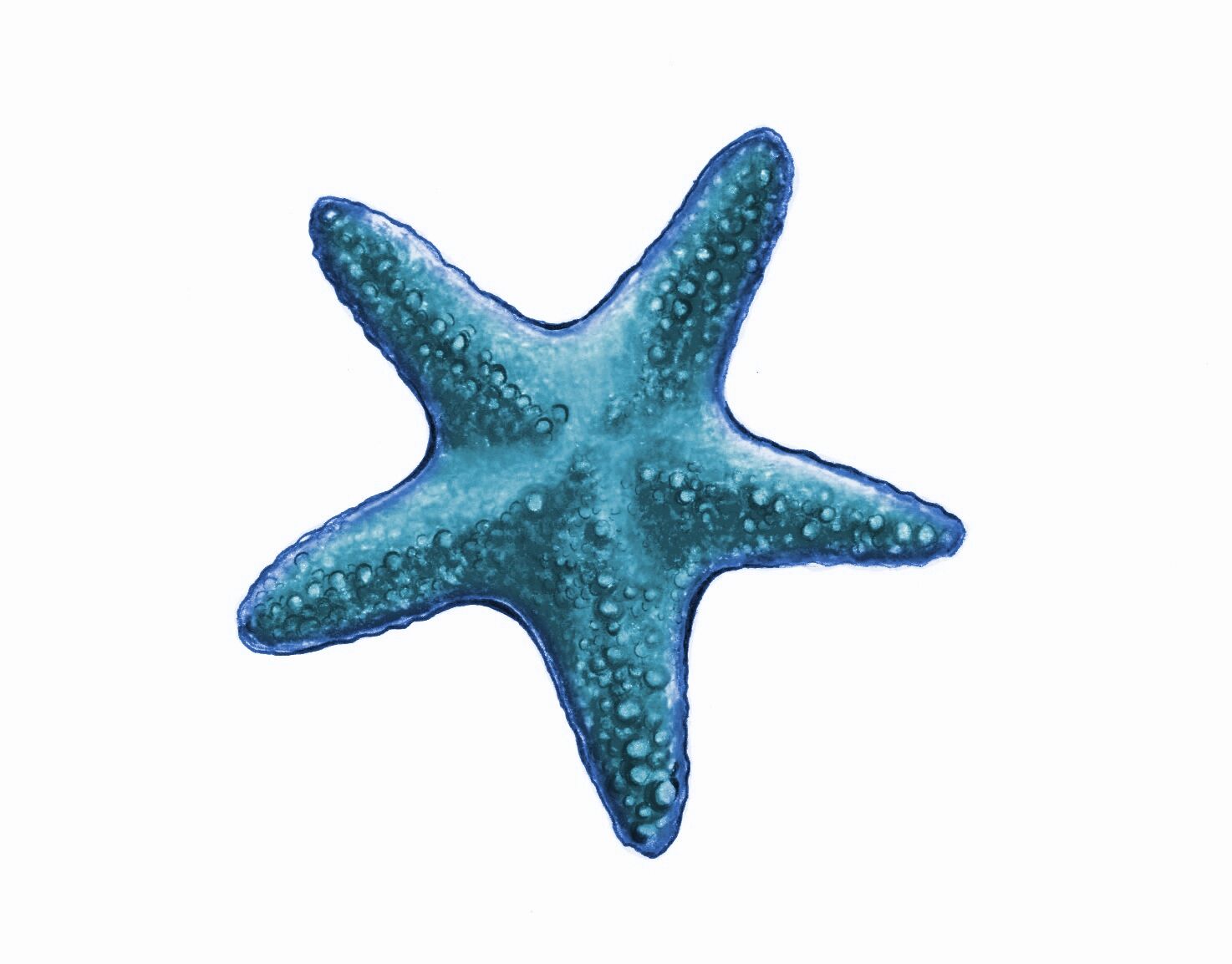 All about star fish, Blue Abyss Wikia