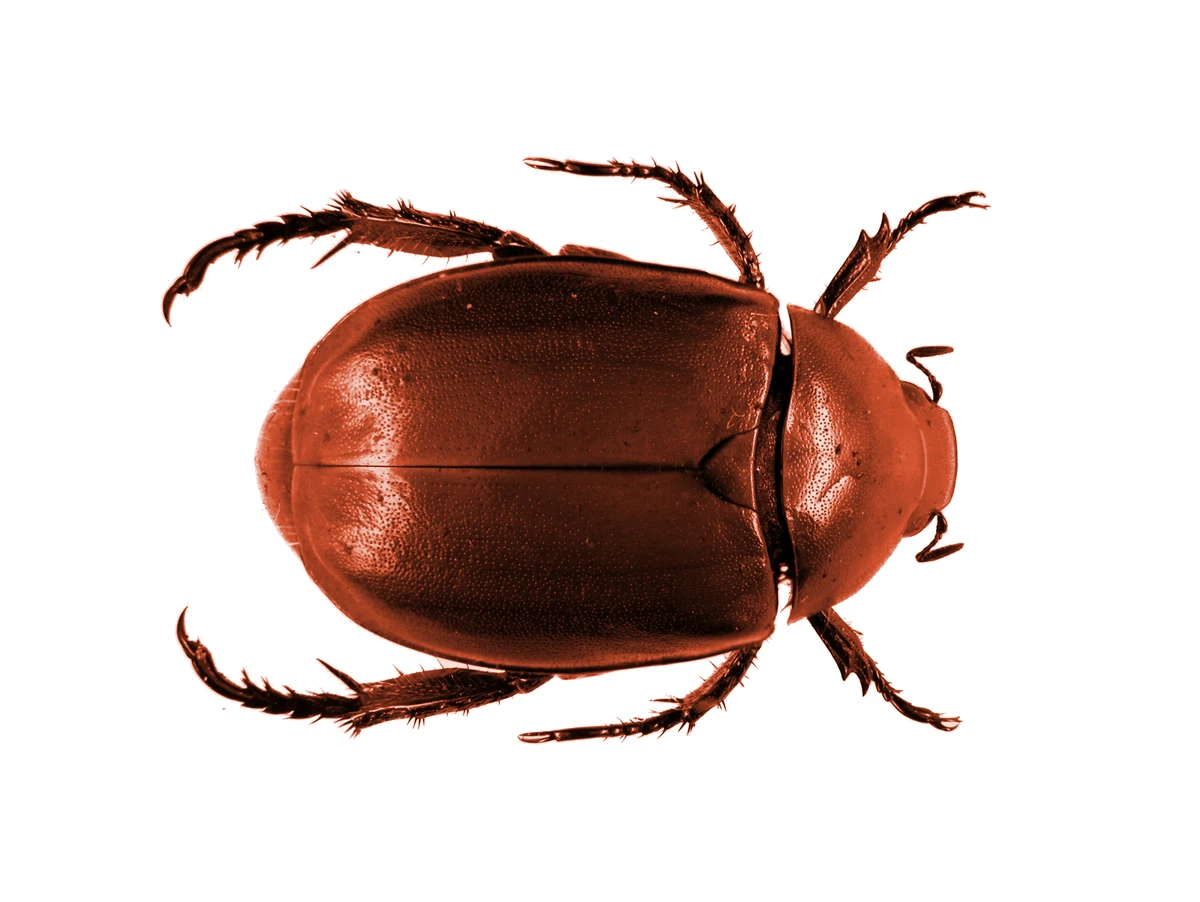 Rust Beetle | Chronicles of Arn Wiki | Fandom