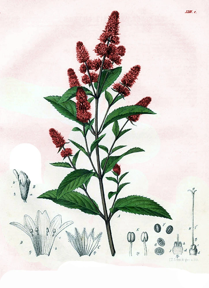 Мята перечная рисунки