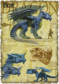 Blue dragon anatomy - Richard Sardinha