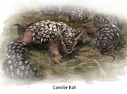 Conifer Rat Concept