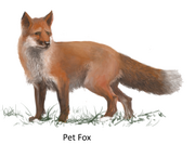 Fox pet