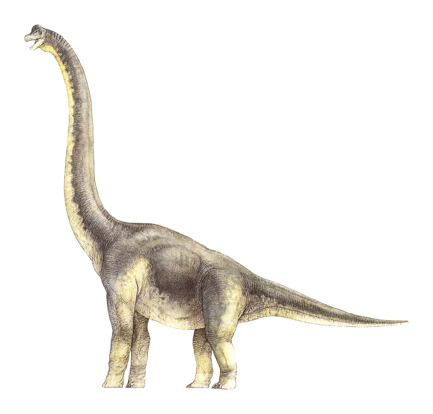 ...Jurassic Park The brachiosaurus is one of the most spectacular dinosaurs...