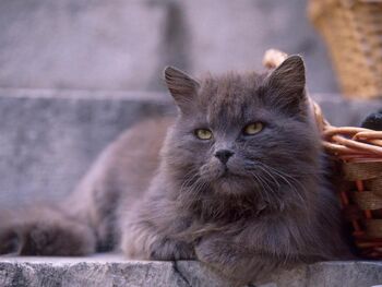 Grey-persian-cat-9