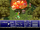 Megaton Bomb