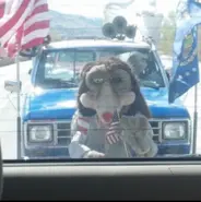 A Wolfman Zapp animatronic in bad condition attached to a truck during a parade