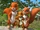 Koko and the Squirrels