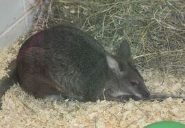 Parma wallaby