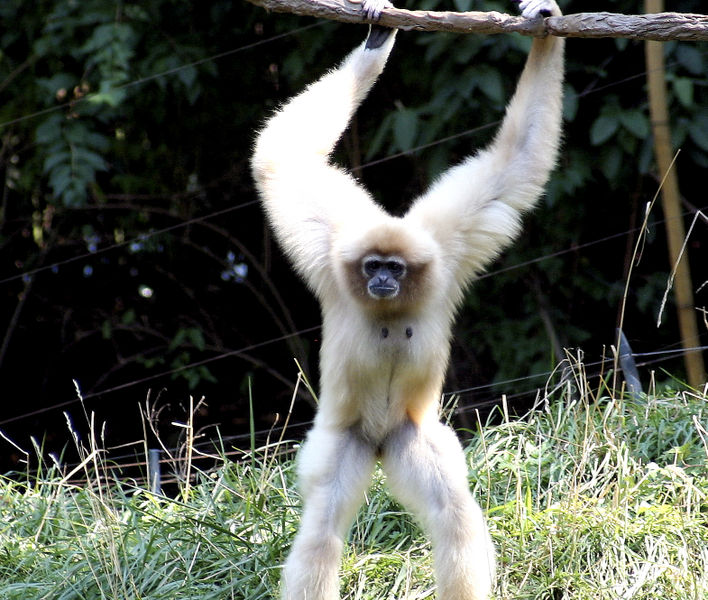 white handed gibbons