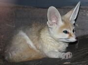 Fennec fox