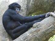 Bonobo2