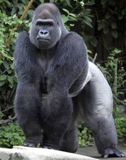 Western lowland gorilla | Cincinnati Zoo and Botanical Garden Wiki