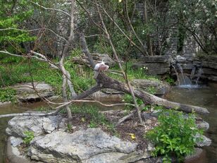 Cockatoo island