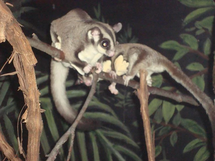 Sugar Glider Cincinnati Zoo and Botanical Garden Wiki Fandom