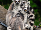 Ring-tailed Lemur