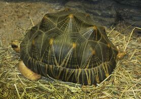 Radiated tortoise