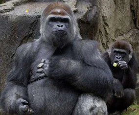 Western lowland gorilla | Cincinnati Zoo and Botanical