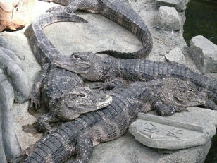 Chinese alligator