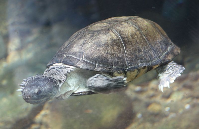 African-helmeted turtle | Cincinnati Zoo and Botanical Garden Wiki | Fandom