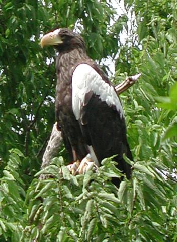 Steller's Sea-eagle  San Diego Zoo Animals & Plants