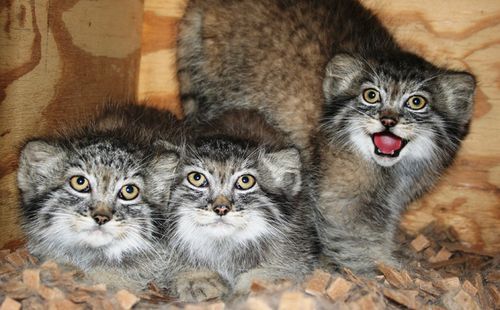 Pallas's Cat - Facts, Diet, Habitat & Pictures on