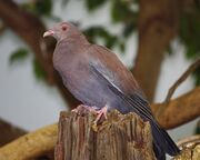 Peruvian pigeon