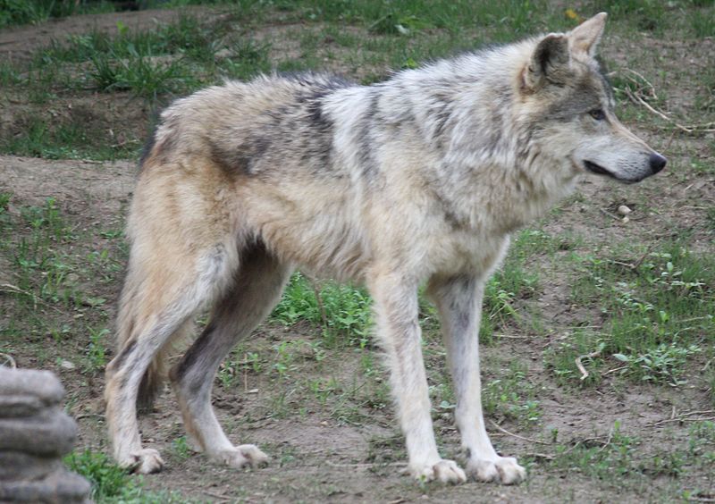 Mexican Wolf | Cincinnati Zoo and Botanical Garden Wiki | Fandom