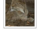 Siberian Lynx