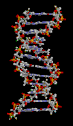 ADN animation