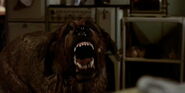 Cujo about to be shot in Cujo