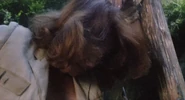 Nieves Navarro dead in Emanuelle and the Last Cannibals