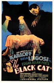 Black cat poster