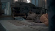 Killingeveevgeniadodonia.png (1.37 MB) Evgenia Dodina