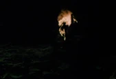 Preston Foster (on fire) falling to his death in Doctor X