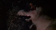 IotBS 1777.jpg (82 KB) Donald Sutherland’s first death (as pod duplicate) in Invasion of the Body Snatchers