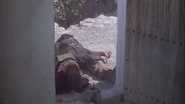 Antonio Molino Rojo dead (unclear which) in For a Few Dollars More