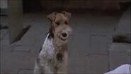 Bunny the dog just before it's death in Hudson Hawk