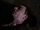 Jonah Hex (2010)