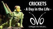 How do Acrobatic Crickets Train? A Day in The Life of OVO - Crickets Backstage Cirque du Soleil
