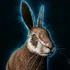 Hare
