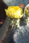 TucsonFloweringcactus