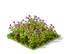 Alfalfa Fruit