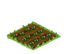 Watermelon Seed