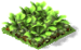 Brussel Sprouts Fruit