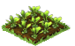 Brussel Sprouts Seedling